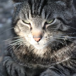 Cat Juli 2014 © by Dina.T