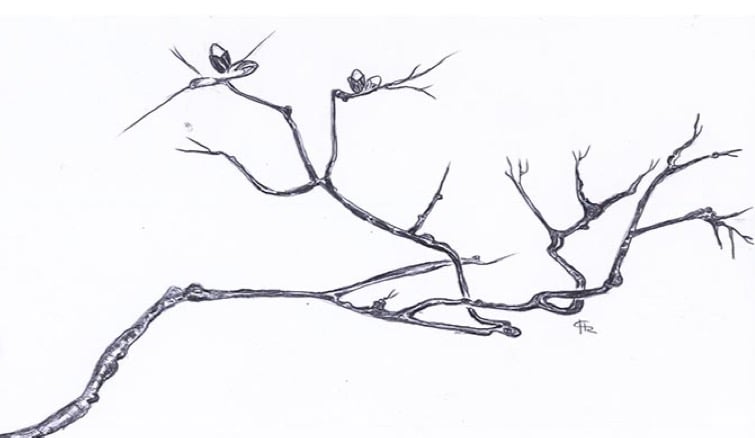 “Life of a Tree” (nominated by the literary magazine “Kelsey Review” as 2015 cover.