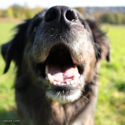 The Nose