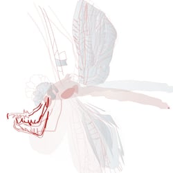 Libelle
