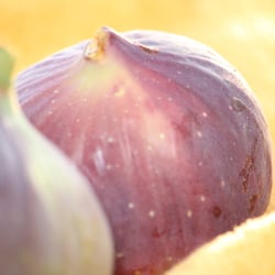 Fruits – Früchte 2012 Feigen