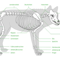 Knochenbau Wolf