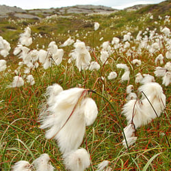 aa