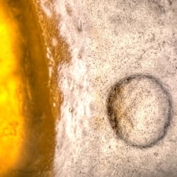 Planet