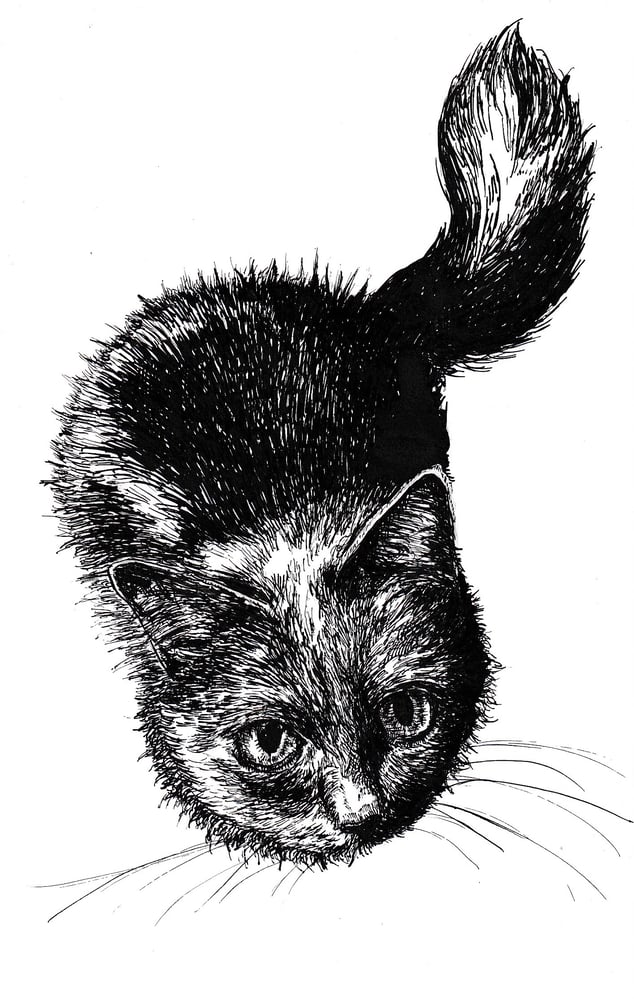 Illustration Katze