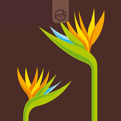 vectorillustration – paradiesvogel