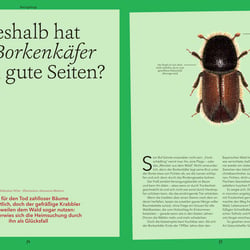 „Borkenkäfer“ (Wohllebens WElt)
