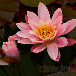 Seerose