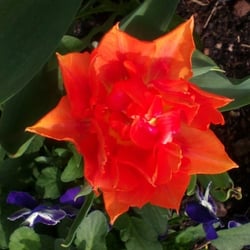 Flowers 14