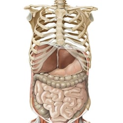 Torso 2, mixed media