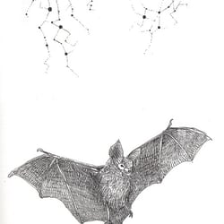 Bat